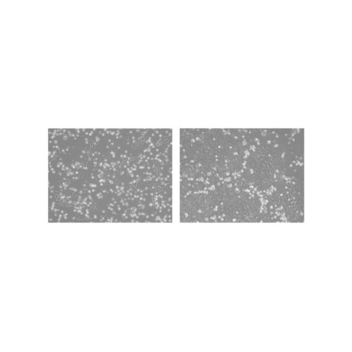 STEM-CELLBANKER - GMP Grade (100ml) (formerly 11890), 11924 | Amsbio